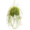 Rotskoraal (Rhipsalis Cassutha), In 21cm-hangpot -Coppelmans Verkoop rotskoraal rhipsalis cassutha in 21cm hangpot 1613729904 l