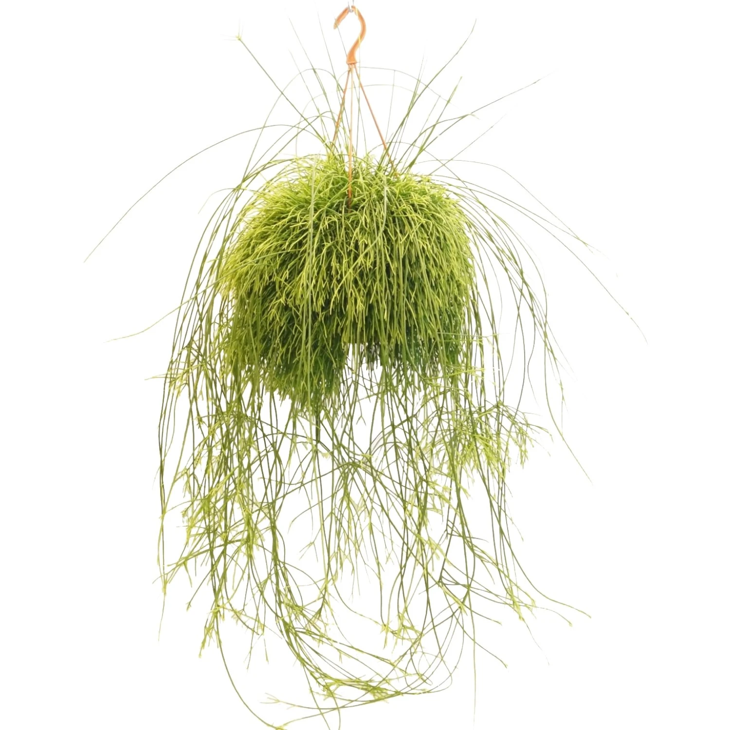 Rotskoraal (Rhipsalis Cassutha), In 21cm-hangpot 3 Rotskoraal (Rhipsalis Cassutha), In 21cm-hangpot