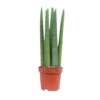Sansevieria Straight, In 14cm-pot -Coppelmans Verkoop sansevieria straight in 14cm pot 1612533704 l