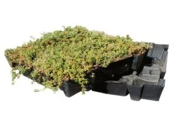 Daktuin Sedumtray Eco (per M²)