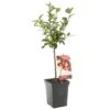 Appelboom (Malus Red Sentinel Patio), In Pot -Coppelmans Verkoop sierappel malus red sentinel patio 1500x1500 623c76e5ed937 l