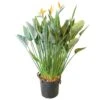 Strelitzia Reginae, In 40cm-pot 160cm Hoog -Coppelmans Verkoop strelitzia reginae 160cm in 40cm pot 1000x1000 625410aaf29bd l