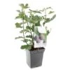Vijgenboom (Ficus Carica Brown Turkey), In Pot -Coppelmans Verkoop vijg ficus carica brown turkey 1500x1500 623c76aa6c05a l
