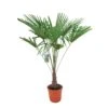 Winterharde Palm 150cm Hoog, In 35cm-pot -Coppelmans Verkoop winterharde palm 150cm hoog in 35cm pot 1000x1000 6255853d235f6 l