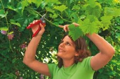 WOLF-Garten Aambeeld Snoeischaar Comfort Plus RS2500 -Coppelmans Verkoop wolf garten aambeeld snoeischaar comfort plus rs2500 1619177787 1 l