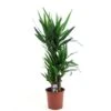 Yucca Elephantipes, In 21cm-pot 100cm Hoog -Coppelmans Verkoop yucca elephantipes 100cm hoog in 21cm pot 1610309995 l