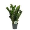 Zamioculcas, In 17cm-pot 60cm Hoog -Coppelmans Verkoop zamioculcas in 17cm pot 60cm hoog 1613730860 l