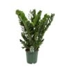 Zamioculcas, In 21cm-pot 80cm Hoog -Coppelmans Verkoop zamioculcas in 21cm pot 80cm hoog 1536x1536 633d2ca204fd7 l