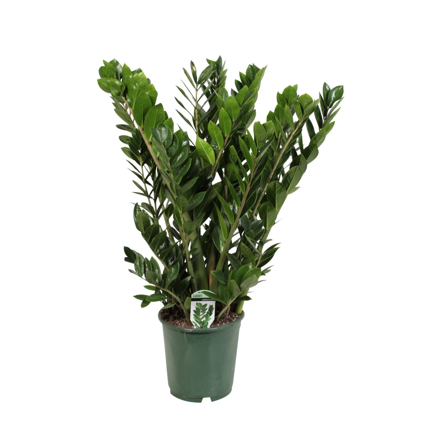 Zamioculcas, In 21cm-pot 80cm Hoog 3 Zamioculcas, In 21cm-pot 80cm Hoog